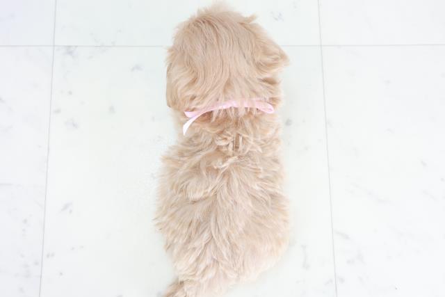 広島県のマルプー(マルチーズ×プードル) (Coo&RIKU福山店/2025年10月11日生まれ/女の子/クリーム)の子犬の4枚目の画像