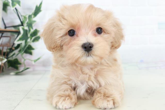 長崎県のマルプー(マルチーズ×プードル) (Coo&RIKU大村店/2025年10月11日生まれ/女の子/クリーム)の子犬の1枚目の画像