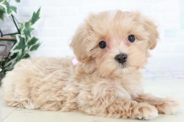 長崎県のマルプー(マルチーズ×プードル) (Coo&RIKU大村店/2025年10月11日生まれ/女の子/クリーム)の子犬の2枚目の画像