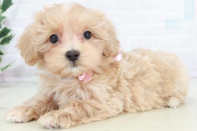 長崎県のマルプー(マルチーズ×プードル) (Coo&RIKU大村店/2025年10月11日生まれ/女の子/クリーム)の子犬の3枚目の画像