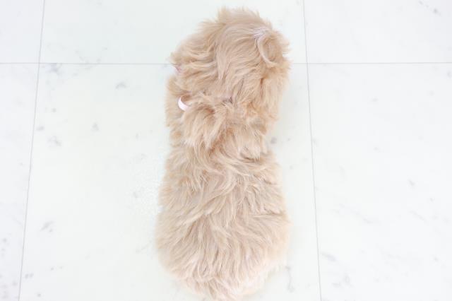 長崎県のマルプー(マルチーズ×プードル) (Coo&RIKU大村店/2025年10月11日生まれ/女の子/クリーム)の子犬の4枚目の画像