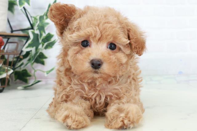 沖縄県のトイプードル(トイ) (Coo&RIKUイオン北谷店/2025年10月10日生まれ/男の子/アプリコット)の子犬の1枚目の画像