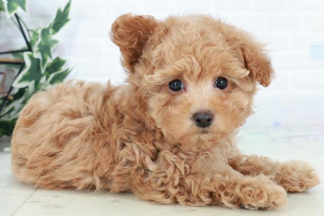 沖縄県のトイプードル(トイ) (Coo&RIKUイオン北谷店/2025年10月10日生まれ/男の子/アプリコット)の子犬の2枚目の画像