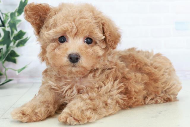 沖縄県のトイプードル(トイ) (Coo&RIKUイオン北谷店/2025年10月10日生まれ/男の子/アプリコット)の子犬の3枚目の画像