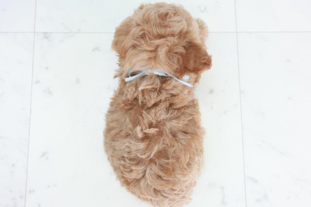 沖縄県のトイプードル(トイ) (Coo&RIKUイオン北谷店/2025年10月10日生まれ/男の子/アプリコット)の子犬の4枚目の画像