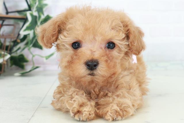 高知県のトイプードル(トイ) (Coo&RIKU高知御座店/2025年10月10日生まれ/女の子/アプリコット)の子犬の1枚目の画像
