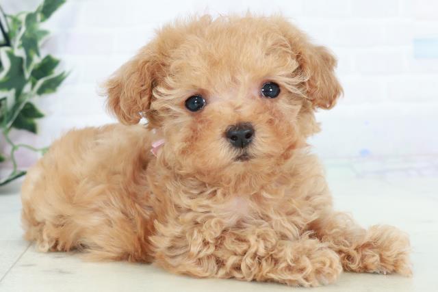 高知県のトイプードル(トイ) (Coo&RIKU高知御座店/2025年10月10日生まれ/女の子/アプリコット)の子犬の2枚目の画像