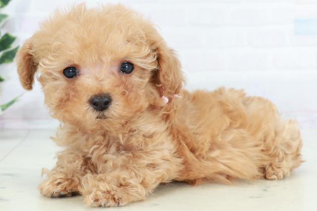 高知県のトイプードル(トイ) (Coo&RIKU高知御座店/2025年10月10日生まれ/女の子/アプリコット)の子犬の3枚目の画像