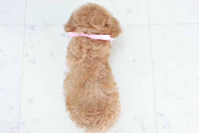 高知県のトイプードル(トイ) (Coo&RIKU高知御座店/2025年10月10日生まれ/女の子/アプリコット)の子犬の4枚目の画像