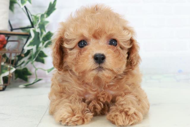 佐賀県のトイプードル(トイ) (Coo&RIKU佐賀神埼店/2025年10月10日生まれ/女の子/アプリコット)の子犬の1枚目の画像