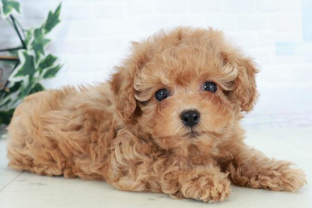 佐賀県のトイプードル(トイ) (Coo&RIKU佐賀神埼店/2025年10月10日生まれ/女の子/アプリコット)の子犬の2枚目の画像