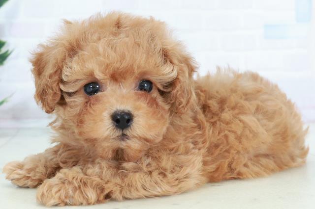 佐賀県のトイプードル(トイ) (Coo&RIKU佐賀神埼店/2025年10月10日生まれ/女の子/アプリコット)の子犬の3枚目の画像