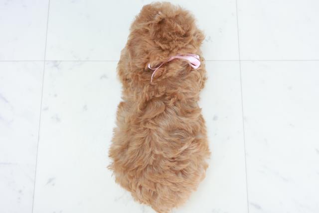 佐賀県のトイプードル(トイ) (Coo&RIKU佐賀神埼店/2025年10月10日生まれ/女の子/アプリコット)の子犬の4枚目の画像