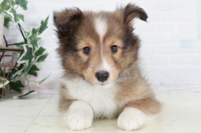 沖縄県のシェットランドシープドッグ (Coo&RIKUイーアス沖縄豊崎店/2025年10月9日生まれ/男の子/セーブルホワイト)の子犬の1枚目の画像