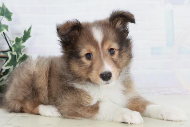 沖縄県のシェットランドシープドッグ (Coo&RIKUイーアス沖縄豊崎店/2025年10月9日生まれ/男の子/セーブルホワイト)の子犬の2枚目の画像