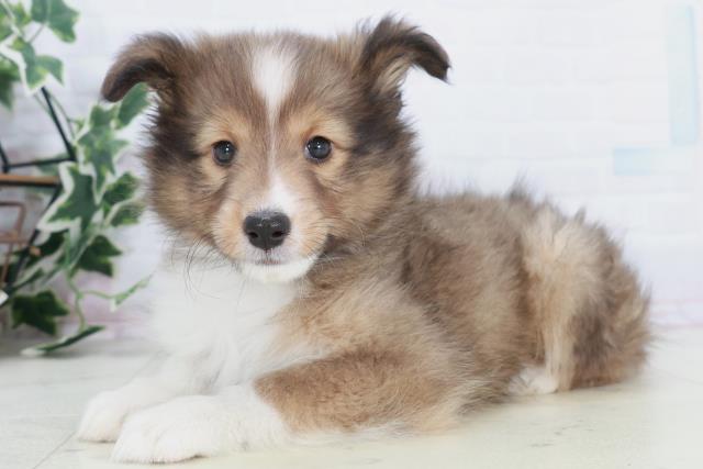 沖縄県のシェットランドシープドッグ (Coo&RIKUイーアス沖縄豊崎店/2025年10月9日生まれ/男の子/セーブルホワイト)の子犬の3枚目の画像