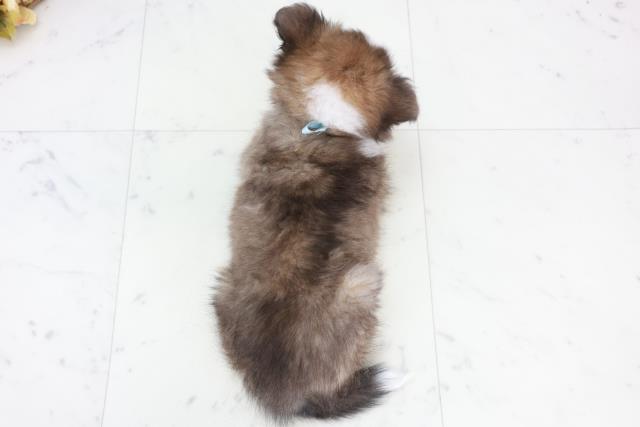 沖縄県のシェットランドシープドッグ (Coo&RIKUイーアス沖縄豊崎店/2025年10月9日生まれ/男の子/セーブルホワイト)の子犬の4枚目の画像