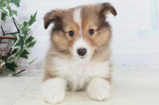 佐賀県のシェットランドシープドッグ (Coo&RIKU佐賀神埼店/2025年10月9日生まれ/男の子/セーブルホワイト)の子犬の1枚目の画像