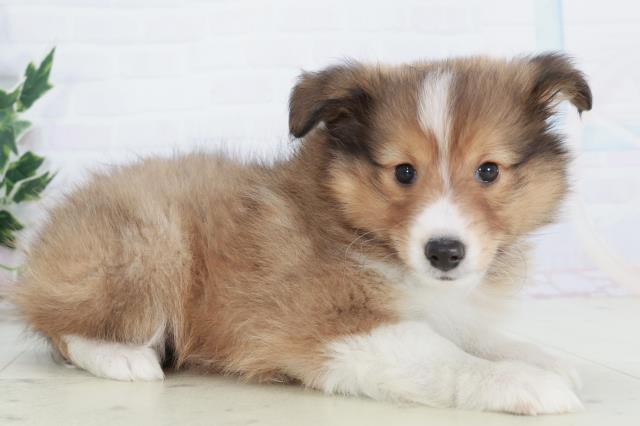 佐賀県のシェットランドシープドッグ (Coo&RIKU佐賀神埼店/2025年10月9日生まれ/男の子/セーブルホワイト)の子犬の2枚目の画像