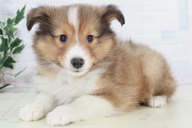 佐賀県のシェットランドシープドッグ (Coo&RIKU佐賀神埼店/2025年10月9日生まれ/男の子/セーブルホワイト)の子犬の3枚目の画像