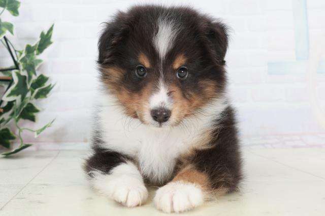 熊本県のシェットランドシープドッグ (Coo&RIKU宇土シティモール店/2025年10月9日生まれ/男の子/トライカラー)の子犬の1枚目の画像