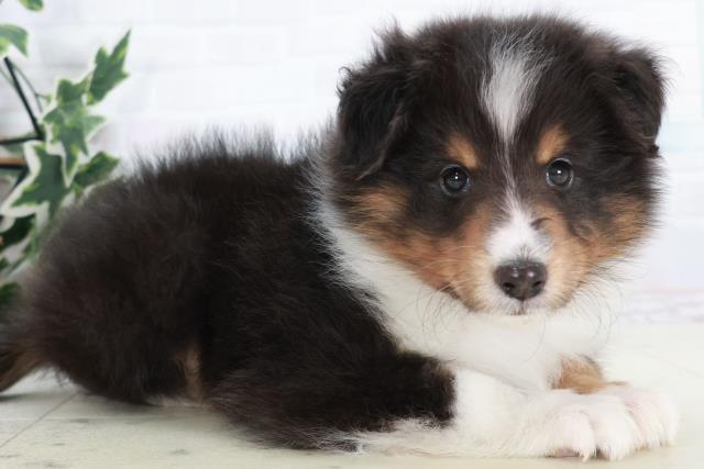 熊本県のシェットランドシープドッグ (Coo&RIKU宇土シティモール店/2025年10月9日生まれ/男の子/トライカラー)の子犬の2枚目の画像