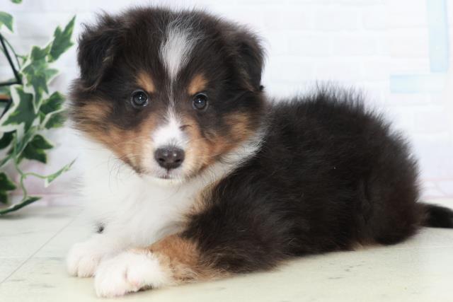 熊本県のシェットランドシープドッグ (Coo&RIKU宇土シティモール店/2025年10月9日生まれ/男の子/トライカラー)の子犬の3枚目の画像