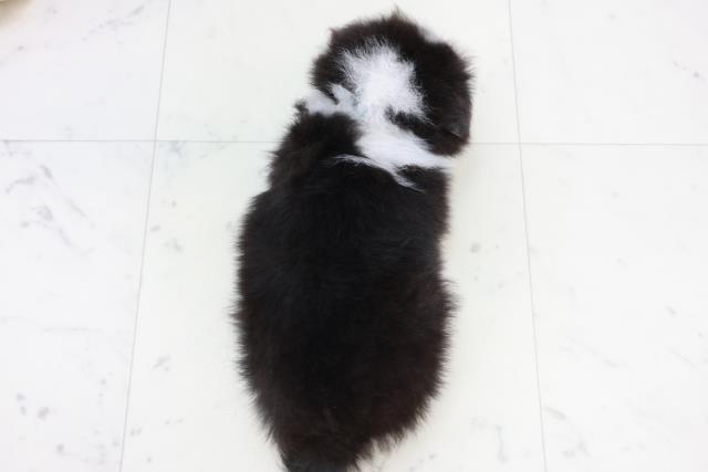 熊本県のシェットランドシープドッグ (Coo&RIKU宇土シティモール店/2025年10月9日生まれ/男の子/トライカラー)の子犬の4枚目の画像