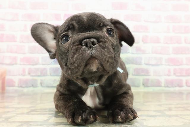 富山県のフレンチブルドッグ (Coo&RIKU富山店/2025年10月11日生まれ/男の子/ブリンドル)の子犬