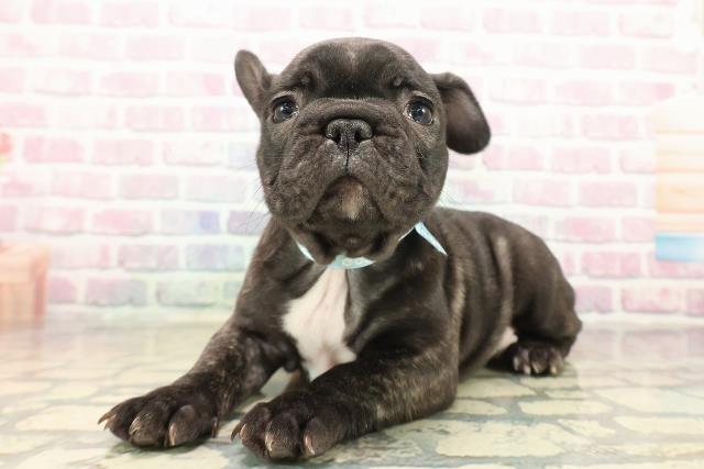 富山県のフレンチブルドッグ (Coo&RIKU富山店/2025年10月11日生まれ/男の子/ブリンドル)の子犬の2枚目の画像