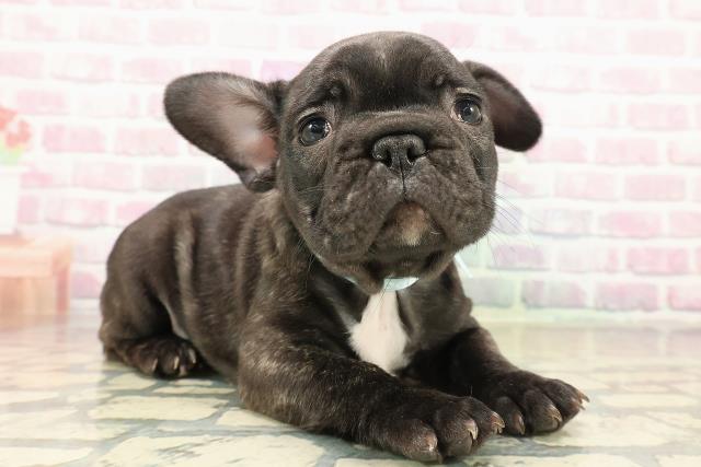 富山県のフレンチブルドッグ (Coo&RIKU富山店/2025年10月11日生まれ/男の子/ブリンドル)の子犬の3枚目の画像