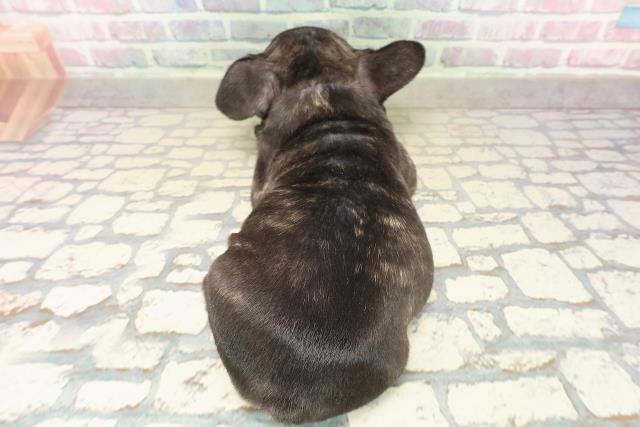 富山県のフレンチブルドッグ (Coo&RIKU富山店/2025年10月11日生まれ/男の子/ブリンドル)の子犬の4枚目の画像