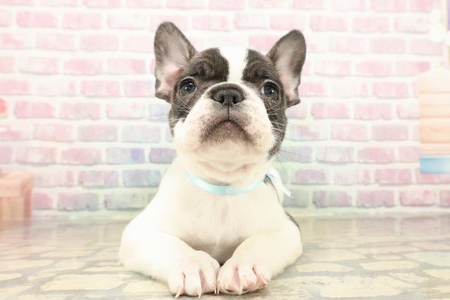 東京都のフレンチブルドッグ (Coo&RIKU下北沢店/2025年10月11日生まれ/男の子/パイド)の子犬