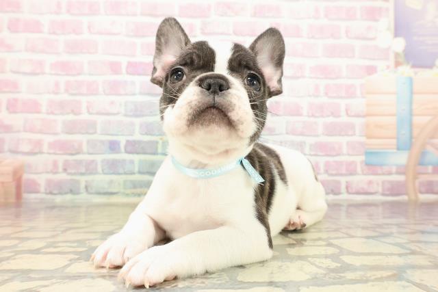 東京都のフレンチブルドッグ (Coo&RIKU下北沢店/2025年10月11日生まれ/男の子/パイド)の子犬の2枚目の画像