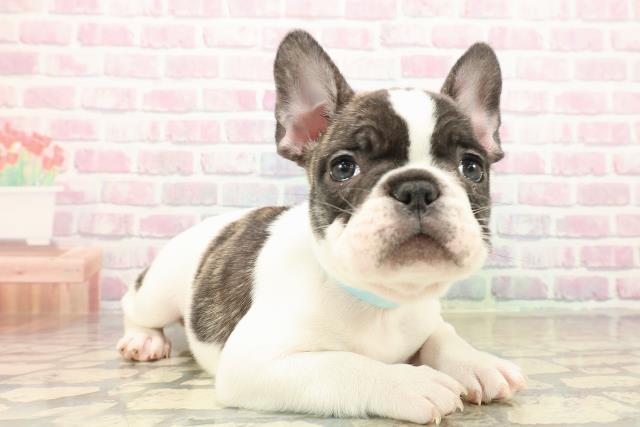 東京都のフレンチブルドッグ (Coo&RIKU下北沢店/2025年10月11日生まれ/男の子/パイド)の子犬の3枚目の画像