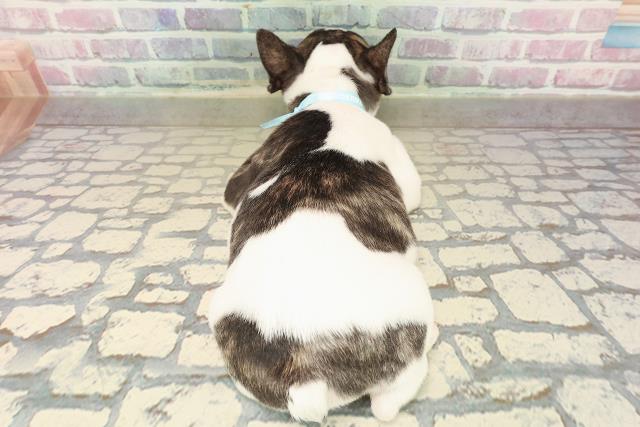 東京都のフレンチブルドッグ (Coo&RIKU下北沢店/2025年10月11日生まれ/男の子/パイド)の子犬の4枚目の画像