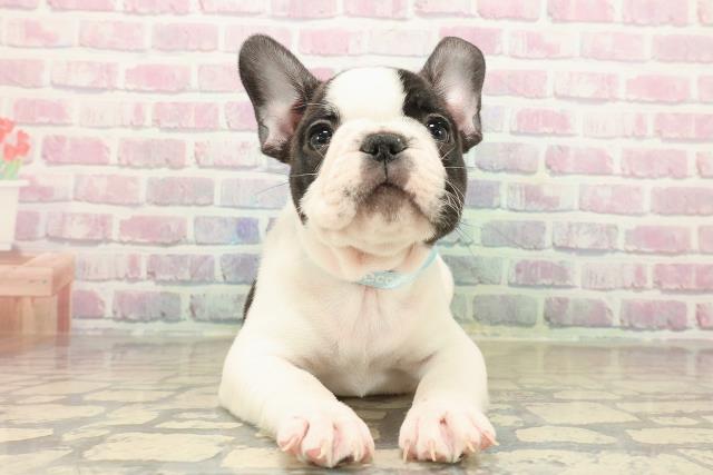 フレンチブルドッグ