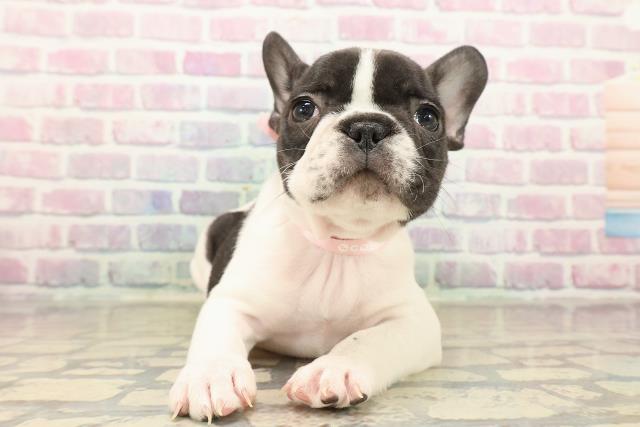 東京都のフレンチブルドッグ (Coo&RIKUフレスポ住吉店/2025年10月11日生まれ/女の子/パイド)の子犬の1枚目の画像
