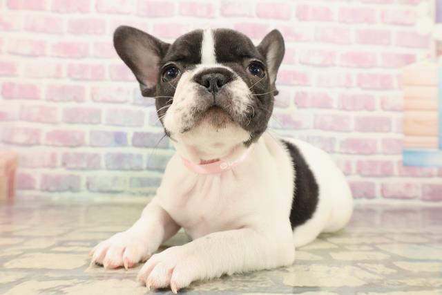 東京都のフレンチブルドッグ (Coo&RIKUフレスポ住吉店/2025年10月11日生まれ/女の子/パイド)の子犬の2枚目の画像
