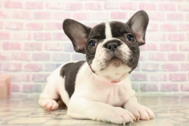 東京都のフレンチブルドッグ (Coo&RIKUフレスポ住吉店/2025年10月11日生まれ/女の子/パイド)の子犬の3枚目の画像