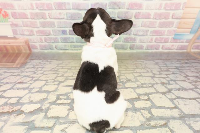 東京都のフレンチブルドッグ (Coo&RIKUフレスポ住吉店/2025年10月11日生まれ/女の子/パイド)の子犬の4枚目の画像