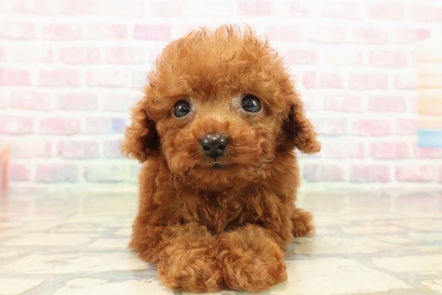 東京都のトイプードル(ティーカップ) (Coo&RIKU三軒茶屋店/2025年10月11日生まれ/男の子/レッド)の子犬の1枚目の画像