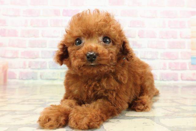 東京都のトイプードル(ティーカップ) (Coo&RIKU三軒茶屋店/2025年10月11日生まれ/男の子/レッド)の子犬の2枚目の画像