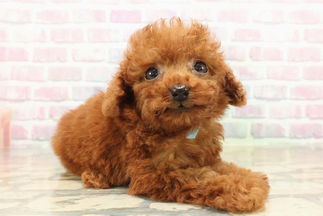 東京都のトイプードル(ティーカップ) (Coo&RIKU三軒茶屋店/2025年10月11日生まれ/男の子/レッド)の子犬の3枚目の画像