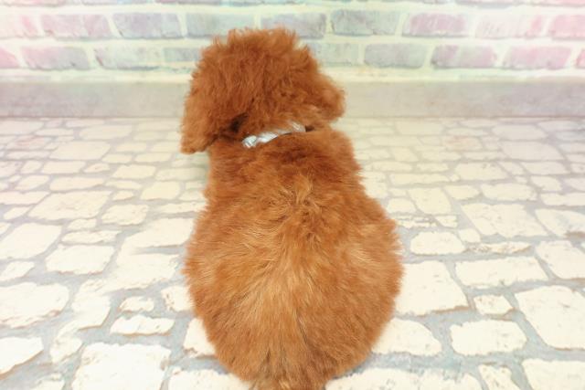 東京都のトイプードル(ティーカップ) (Coo&RIKU三軒茶屋店/2025年10月11日生まれ/男の子/レッド)の子犬の4枚目の画像