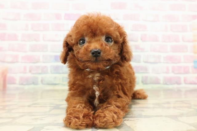 東京都のトイプードル(ティーカップ) (Coo&RIKU赤坂店/2025年10月11日生まれ/男の子/レッド)の子犬の1枚目の画像