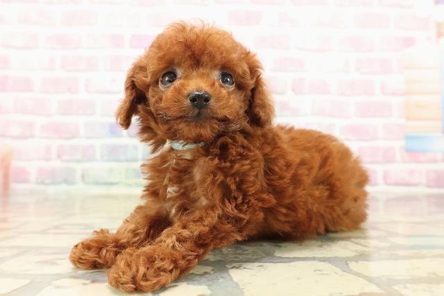 東京都のトイプードル(ティーカップ) (Coo&RIKU赤坂店/2025年10月11日生まれ/男の子/レッド)の子犬の2枚目の画像