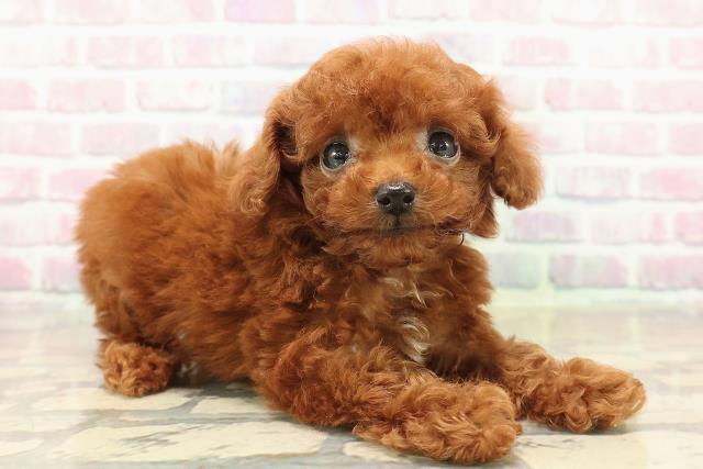 東京都のトイプードル(ティーカップ) (Coo&RIKU赤坂店/2025年10月11日生まれ/男の子/レッド)の子犬の3枚目の画像