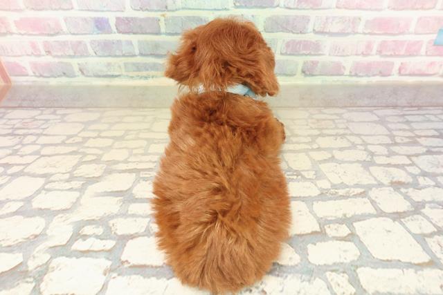 東京都のトイプードル(ティーカップ) (Coo&RIKU赤坂店/2025年10月11日生まれ/男の子/レッド)の子犬の4枚目の画像