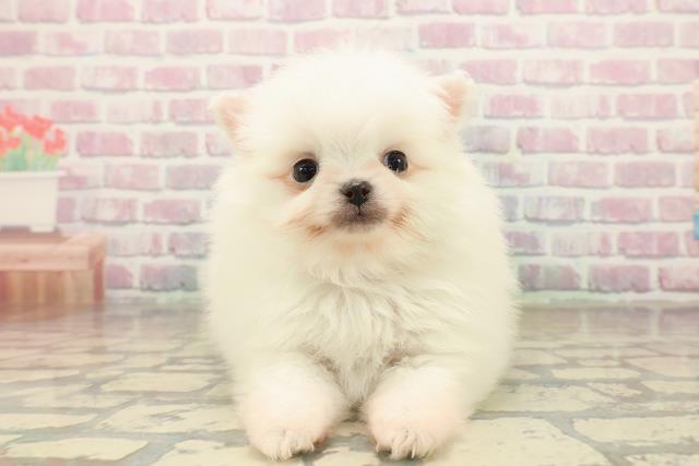 新潟県のポメラニアン (Coo&RIKU上越店/2025年10月12日生まれ/男の子/ホワイト)の子犬の1枚目の画像